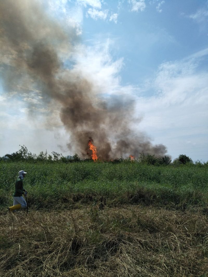 Kawasan Hutan  Karhutla di Tanjabtim Rawan Kebakaran. (Foto : Jurnalishukum.com)
